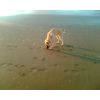 JESTONY CREME DE MONTHE AT 22 WEKKS ( PERSIA )- A SKYE/BLUE PUP-TYPICAL CREAM SABLE JESTONY PUPPY
