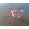 JESTONY CREME DE MONTHE AT 22 WEEKS ( PERSIA )- A SKYE/BLUE PUP-TYPICAL CREAM SABLE JESTONY PUPPY