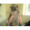 JESTONY GOLDEN DESTINY AT 4 WEEKS ( FAITH )- A RUBY/BLUE PUP-TYPICAL GOLD SABLE JESTONY PUPPY