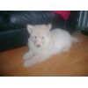 JESTONY WHITE WOLF AT 7 WEEKS ( KAI )- A RUBY/BLUE PUP-TYPICAL WHITE ( BLUE PIGMENT ) JESTONY PUPPY