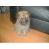 JESTONY GOLDEN DESTINY AT 4 WEEKS ( FAITH )- A RUBY/BLUE PUP-TYPICAL GOLD SABLE JESTONY PUPPY