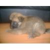 JESTONY GOLDEN DESTINY AT 4 WEEKS ( FAITH )- A RUBY/BLUE PUP-TYPICAL GOLD SABLE JESTONY PUPPY