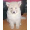 JESTONY WHITE WOLF AT 7 WEEKS ( KAI )- A RUBY/BLUE PUP-TYPICAL WHITE ( BLUE PIGMENT ) JESTONY PUPPY