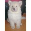 JESTONY WHITE WOLF AT 7 WEEKS ( KAI )- A RUBY/BLUE PUP-TYPICAL WHITE ( BLUE PIGMENT ) JESTONY PUPPY