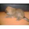 JESTONY GOLDEN DESTINY AT 4 WEEKS ( FAITH )- A RUBY/BLUE PUP-TYPICAL GOLD SABLE JESTONY PUPPY