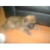 JESTONY GOLDEN DESTINY AT 4 WEEKS ( FAITH )- A RUBY/BLUE PUP-TYPICAL GOLD SABLE JESTONY PUPPY