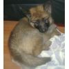 JESTONY GOLDEN DESTINY AT 6 WEEKS ( FAITH )- A RUBY/BLUE PUP-TYPICAL GOLD SABLE JESTONY PUPPY