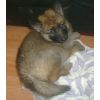 JESTONY GOLDEN DESTINY AT 6 WEEKS ( FAITH )- A RUBY/BLUE PUP-TYPICAL GOLD SABLE JESTONY PUPPY