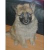 JESTONY GOLDEN DESTINY AT 6 WEEKS ( FAITH )- A RUBY/BLUE PUP-TYPICAL GOLD SABLE JESTONY PUPPY