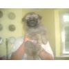 JESTONY GOLDEN DESTINY AT 4 WEEKS ( FAITH )- A RUBY/BLUE PUP-TYPICAL GOLD SABLE JESTONY PUPPY