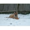 JESTONY RAZORLIGHT BLUE AT 16 WEEKS ( SAXON )- A RUBY/BLUE PUP-TYPICAL BLUE/RED SABLE JESTONY PUPPY