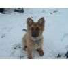 JESTONY RAZORLIGHT BLUE AT 16 WEEKS ( SAXON )- A RUBY/BLUE PUP-TYPICAL BLUE/RED SABLE JESTONY PUPPY