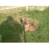 JESTONY RAZORLIGHT BLUE AT 8 WEEKS ( SAXON )- A RUBY/BLUE PUP-TYPICAL BLUE/RED SABLE JESTONY PUPPY