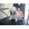 JESTONY CREME DE MONTHE AT 4 WEEKS ( PERSIA )- A SKYE/BLUE PUP-TYPICAL CREAM SABLE JESTONY PUPPY
