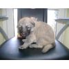JESTONY CREME DE MONTHE AT 4 WEEKS ( PERSIA )- A SKYE/BLUE PUP-TYPICAL CREAM SABLE JESTONY PUPPY