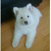 JESTONY FRUITELLI ICE AT 6 WEEKS- A RUBY/BLUE PUP-TYPICAL WHITE JESTONY PUPPY ( BLACK PIGMENT )