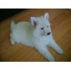 JESTONY FRUITELLI ICE AT 6 WEEKS- A RUBY/BLUE PUP-TYPICAL WHITE JESTONY PUPPY ( BLACK PIGMENT )