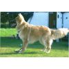 JESTONY WOLF BOY BLUE AT 1 YEAR OLD ( ZACH )- A RUBY/BLUE PUP-TYPICAL BLUE/RED SABLE JESTONY PUPPY