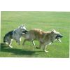 JESTONY WOLF BOY BLUE AT 1 YEAR OLD ( ZACH )- A RUBY/BLUE PUP-TYPICAL RED/BLUE SABLE JESTONY PUPPY