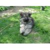 JESTONY SILVER PHOENIX AT 6 WEEKS ( ZOE )- A MADDIE/SAXON PUP-TYPICAL SILVER SABLE JESTONY PUPPY
