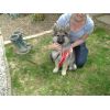 JESTONY SILVER PHOENIX AT 13 WEEKS ( ZOE )- A MADDIE/SAXON PUP-TYPICAL SILVER SABLE JESTONY PUPPY