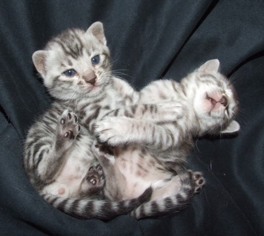 abacus and Amelia 