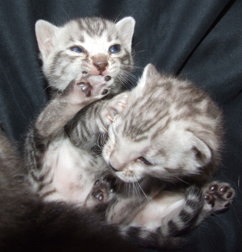 abacus and Amelia 