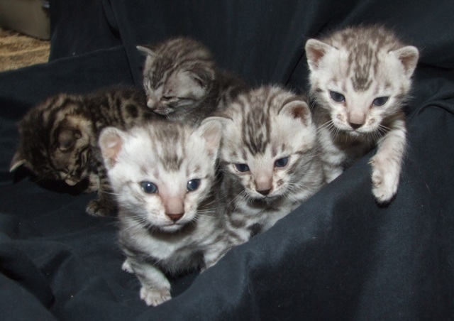 All three boys  Akai Albus and Amelia