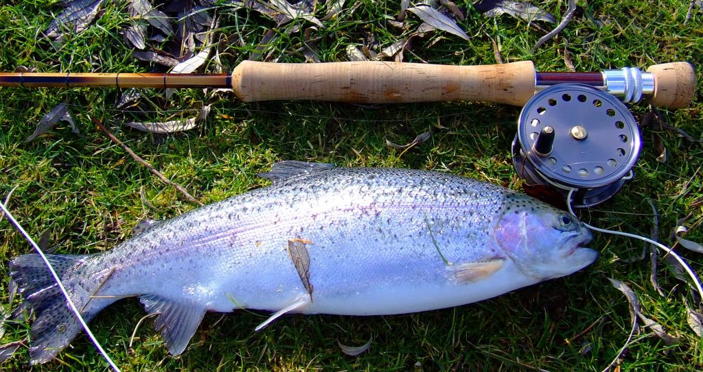 9ft hollow built 6 weight and a nice rainbow