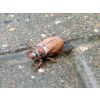 Beetle mania