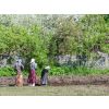Nuns working in the fields