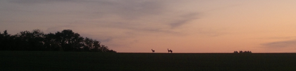 Deer Picture Deer Picture
