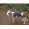 Daisy on the way home after chasing something in the woods!!!!