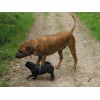 Little and Large - Morty Ridgeback &amp; Myrtle Pug