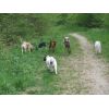 Some of the dogs at Farley