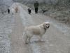 Millie Golden Retriever and friends at Farley in the snow