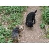 CharliePoodle and Pippa Yorkshire Terrier