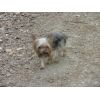 Honey Pup.  Tea Pot Yorkshire Terrier (sister of Pippa)