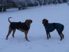 Archie and Ruby in the snow
