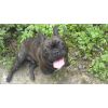 Rufus French Bull Dog