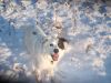 Bailey Boo in the snow