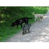Rufus SCWT), Jasper &amp; Beatle
