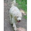 Rufus (Soft Coated Wheaten Terrier