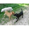 Edgar and jasper playing with a stick.  Jack in the back ground