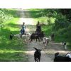 Andrea and Rose from Wellie Walkies with all their dogs meeting our walk.  They all know each other very well