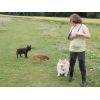 Rufus, Roxy &amp; Rupert with Rebecca
