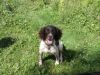 Teasel