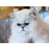 Mrs. K O'Regan's Chinchilla (Tamosah High Definition)