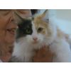 Ms. M. Lenihan's Norwegian Forest Kitten (Noynarock Roses In Thesnow)