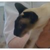 Mr &amp; Mrs Hammond's Seal Point Siamese (Coomakista Fionn)